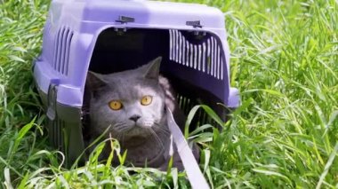 Gri Evcil Kedi Açık Hava 'da Evcil Hayvan Taşıyıcısında Oturuyor ve Saklanıyor. Büyük bir kedi dışarı çıkmaya korkuyor, etrafına bakıyor ve güneş ışığının yoğun yeşil çimlerini kokluyor. Hayvan yürüyüşü. 4K.