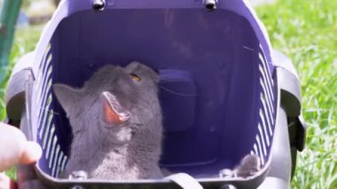 Gri Evcil Kedi Açık Hava 'da Evcil Hayvan Taşıyıcısında Oturuyor ve Saklanıyor. Hayvan yürüyüşü. Korkmuş bir kedi güneşin parlak ışınlarına bakar. Konteynırı tutan eller. Rüzgarlı bahar havası.