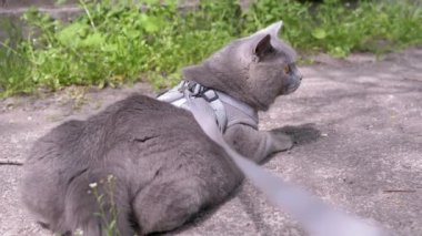 Gri İngiliz Kedisi Güneş Altında Basking, Açık havada Kum Üzerinde Uzanıyor. Arkadan bak. Büyük bir kedi, güneş ışığının altında yeşil çimlerin yanında kum bulunan sıcak asfalt üzerinde dinlenir. Evcil hayvanlar yürüyor. İlkbahar.