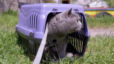 Gri Evcil Kedi Açık Hava 'da Evcil Hayvan Taşıyıcısında Oturuyor ve Saklanıyor. Büyük bir kedi dışarı çıkmaya korkuyor, etrafına bakıyor ve güneş ışığının yoğun yeşil çimlerini kokluyor. Hayvan yürüyüşü. 4K.
