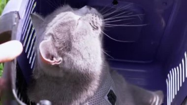 Gri Evcil Kedi Açık Hava 'da Evcil Hayvan Taşıyıcısında Oturuyor ve Saklanıyor. Hayvan yürüyüşü. Korkmuş bir kedi güneşin parlak ışınlarına bakar. Konteynırı tutan eller. Rüzgarlı bahar havası.