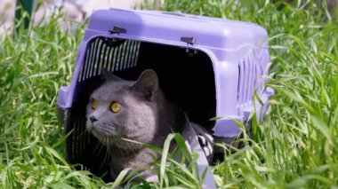 Gri Evcil Kedi Açık Hava 'da Evcil Hayvan Taşıyıcısında Oturuyor ve Saklanıyor. Büyük kedi dışarı çıkmaya korkuyor, etrafına bakıyor ve güneş ışığının yoğun yeşil çimlerini kokluyor. Hayvan yürüyüşü. Büyüt.