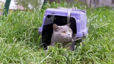 Gri Evcil Kedi Açık Hava 'da Evcil Hayvan Taşıyıcısında Oturuyor ve Saklanıyor. Büyük bir kedi dışarı çıkmaya korkuyor, etrafına bakıyor ve güneş ışığının yoğun yeşil çimlerini kokluyor. Hayvan yürüyüşü. 4K.