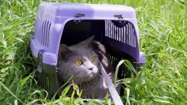 Gri Evcil Kedi Açık Hava 'da Evcil Hayvan Taşıyıcısında Oturuyor ve Saklanıyor. Büyük bir kedi dışarı çıkmaya korkuyor, etrafına bakıyor ve güneş ışığının yoğun yeşil çimlerini kokluyor. Hayvan yürüyüşü. 4K.