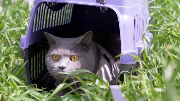 Pisica Domestică Gri Lesă Stă Ascunde Într Purtător Animale Companie — Videoclip de stoc