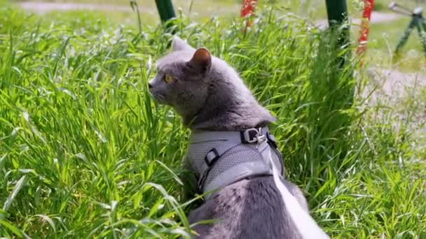 Szürke Brit Házi Macska Pórázon Vastag Zöld Szabadban Visszanézni Macska — Stock videók