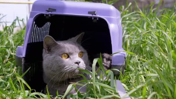 Gatto Domestico Grigio Guinzaglio Siede Nasconde Trasportino Animali Domestici Erba — Video Stock