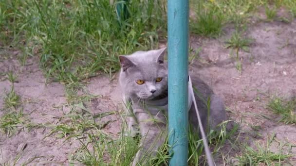 Gray British Cat Leash Sits Sand Grass Pillar Сайті Imdb — стокове відео