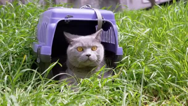灰色家猫在皮带上 隐藏在草场外的宠物载体上 一只大猫不敢出门 他环顾四周 在阳光下嗅着浓密的青草 — 图库视频影像