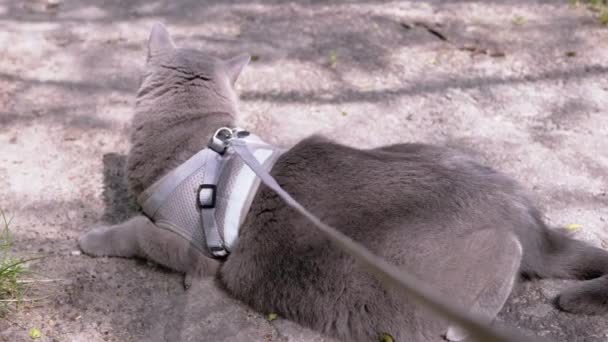 Gatto Britannico Grigio Leash Che Crogiola Sole Sdraiato Sulla Sabbia — Video Stock