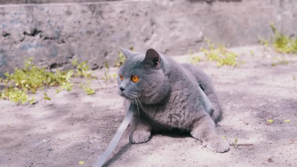 Gatto Britannico Grigio Leash Che Crogiola Sole Sdraiato Sulla Sabbia — Video Stock