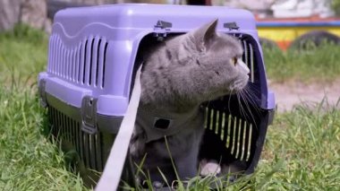 Gri Evcil Kedi Açık Hava 'da Evcil Hayvan Taşıyıcısında Oturuyor ve Saklanıyor. Büyük kedi dışarı çıkmaya korkuyor, etrafına bakıyor ve güneş ışığının yoğun yeşil çimlerini kokluyor. Hayvan yürüyüşü. Büyüt.