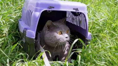 Gri Evcil Kedi Açık Hava 'da Evcil Hayvan Taşıyıcısında Oturuyor ve Saklanıyor. Büyük bir kedi dışarı çıkmaya korkuyor, etrafına bakıyor ve güneş ışığının yoğun yeşil çimlerini kokluyor. Hayvan yürüyüşü. 4K.