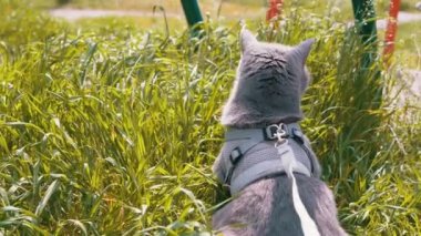 Gri İngiliz Evcil Kedisi Açık Yeşil Çimlerde Oturuyor. Arkadan bak. Kedi etrafına bakıyor, dinleniyor güneşte temiz hava soluyor. Bahçede yürüyen bir hayvan. Bahar. Renkli doğa. Güneş ışığı.