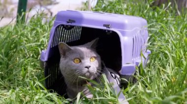 Gri Evcil Kedi Açık Hava 'da Evcil Hayvan Taşıyıcısında Oturuyor ve Saklanıyor. Büyük bir kedi dışarı çıkmaya korkuyor, etrafına bakıyor ve güneş ışığının yoğun yeşil çimlerini kokluyor. Hayvan yürüyüşü. 4K.