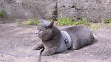 Gri İngiliz Kedisi Güneş Altında Basking, Açık havada Kum Üzerinde Uzanıyor. Büyük yeşil gözlü korkmuş bir kedi etrafına bakıyor. Yeşil çimenli beton bir duvarın bulanık arka planı. Evcil hayvanlar yürüyor.