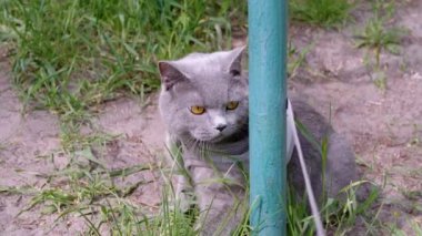 Gri İngiliz Kedisi Kum Tarlasında Açık Hava Sütununun yanında oturuyor. Korkmuş büyük bir kedi etrafına bakar, dinlenir ve temiz hava alır. Bahçede, sokakta evcil hayvan yürüyüşü. İlkbahar. Doğa. Vahşi yaşam.