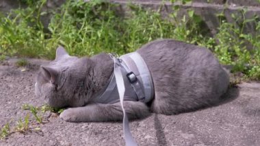 Gri İngiliz Kedisi Güneş Altında Basking, Açık havada Kum Üzerinde Uzanıyor. Büyük gözlü korkmuş bir kedi, güneş ışığı altında yeşil çimlerin yanında kum bulunan sıcak asfalta uzanır. Evcil hayvanlar yürüyor.