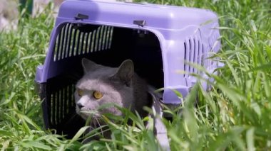 Gri Evcil Kedi Açık Hava 'da Evcil Hayvan Taşıyıcısında Oturuyor ve Saklanıyor. Büyük kedi dışarı çıkmaya korkuyor, etrafına bakıyor ve güneş ışığının yoğun yeşil çimlerini kokluyor. Hayvan yürüyüşü. Büyüt.