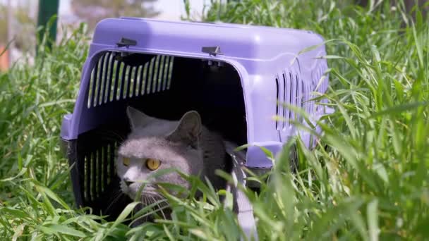 Gray Domestic Cat Leash Sits Hides Pet Carrier Grass Outdoors — Stock Video