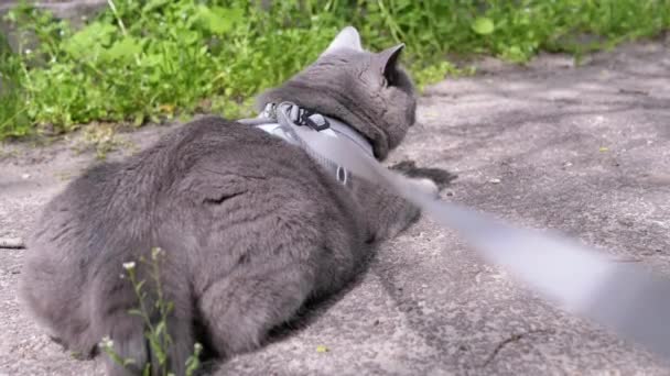 Gray British Cat Leash Basking Sun Lying Sand Outdoors Back — Stock Video