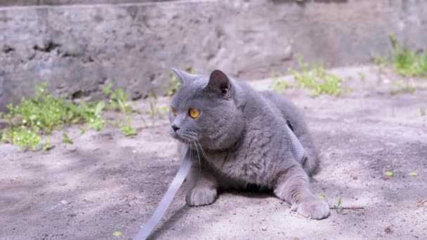 Серая Британская Кошка Солнышке Лежащая Улице Испуганный Кот Большими Зелеными — стоковое видео