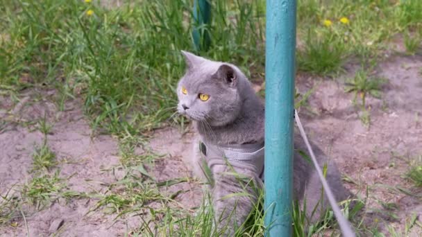 屋外の柱の近くの芝生の砂の上に座っているリースの上の灰色の英国の猫 怖がって大きな猫の周りを見回すと 残りの新鮮な空気を呼吸する ペットの庭 通りを歩く 野生動物 — ストック動画