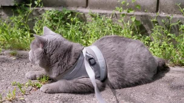 Серая Британская Кошка Солнышке Лежащая Улице Большая Кошка Зелёными Глазами — стоковое видео