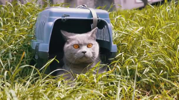 Gato Doméstico Gris Con Correa Sienta Esconde Transportador Mascotas Hierba — Vídeos de Stock