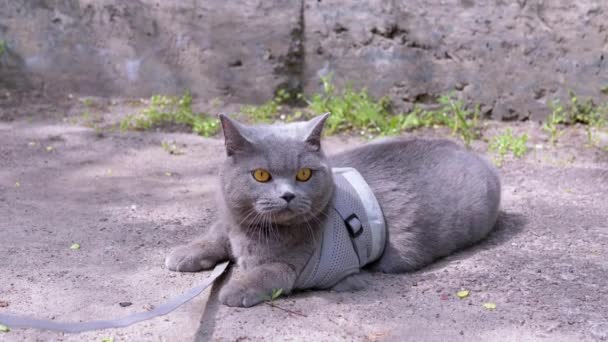 Graue Britische Katze Der Leine Sonnt Sich Der Sonne Und — Stockvideo