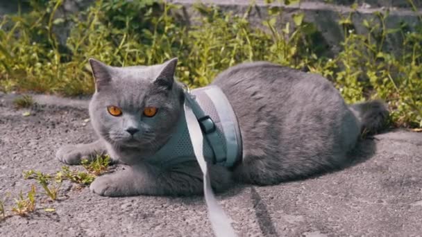 Gray British Cat Aan Lijn Basking Sun Liggend Sand Outdoors — Stockvideo