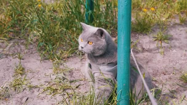 Gray British Cat Leash Sits Sand Grass Pillar Outdoors Scared — Stock Video