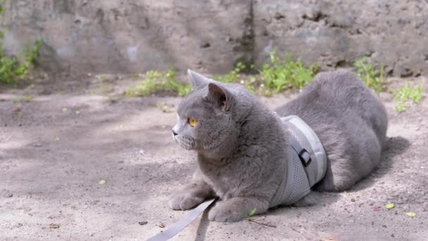 屋外の砂の上に横たわる 太陽の下でのリーシュ バスキングでの灰色の英国の猫 大きな緑の目の怖い猫は 緑の芝生の上のコンクリートの壁の近くの暖かい砂の上に残ります 庭を歩くペット — ストック動画