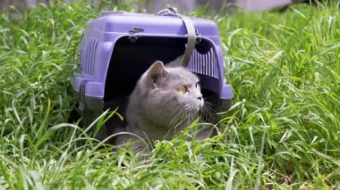 Gri Evcil Kedi Açık Hava 'da Evcil Hayvan Taşıyıcısında Oturuyor ve Saklanıyor. Büyük bir kedi dışarı çıkmaya korkuyor, etrafına bakıyor ve güneş ışığının yoğun yeşil çimlerini kokluyor. Hayvan yürüyüşü. 4K.