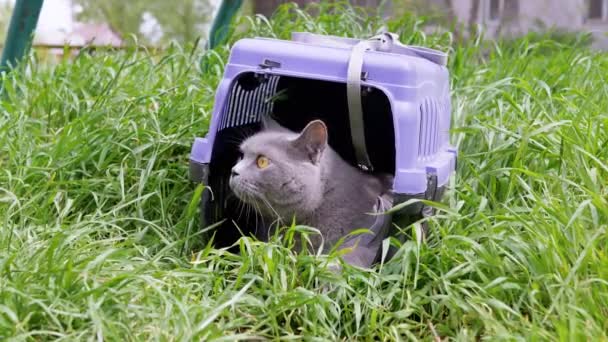 Szary Kot Domowy Smyczy Siedzi Ukrywa Się Nosicielu Zwierząt Domowych — Wideo stockowe
