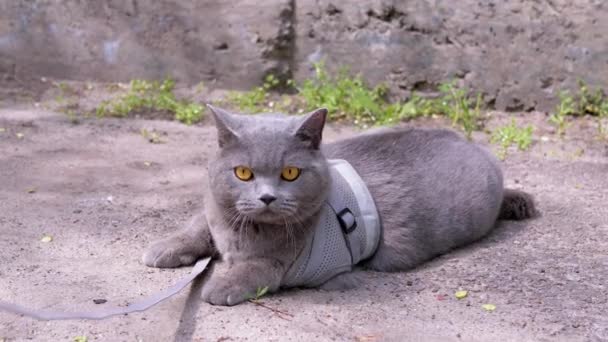 Gato Britânico Cinzento Uma Coleira Basking Sol Deitado Areia Livre — Vídeo de Stock