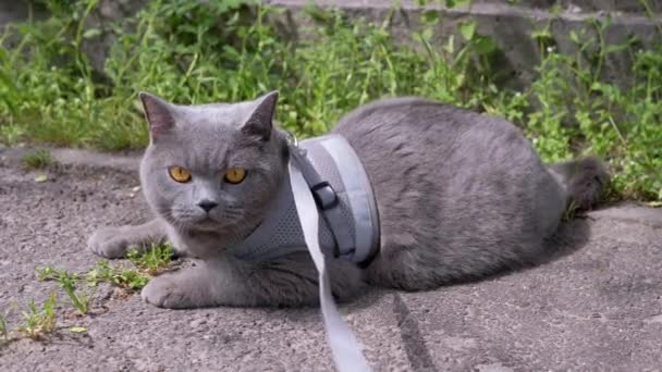 Gatto Britannico Grigio Leash Che Crogiola Sole Sdraiato Sulla Sabbia — Video Stock