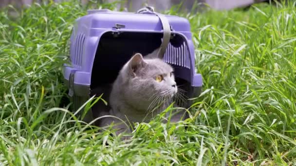 Сірий Домашній Кіт Leash Sits Hides Pet Carrier Траві Вулиці — стокове відео