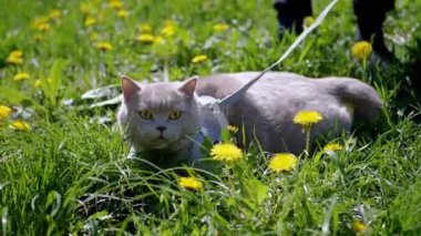 Child Walking Gray Domestic Cat on a Leash Outdoors on Green Grass. Slow motion