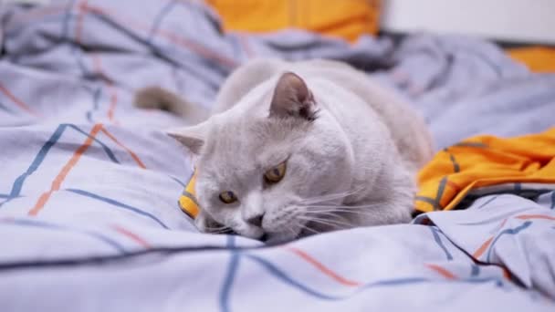 Gray British Domestic Cat Playing Rope Bed Playful Scottish Fluffy — Stock Video