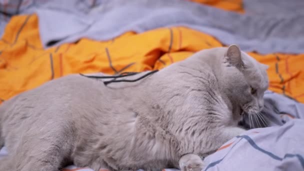 Gray British Domácí Kočka Hrát Lanem Posteli Hravý Skotský Chlupatý — Stock video