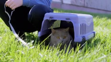 Green Grass 'teki Carrier Outdoor' da tasmalı gri bir İngiliz Kedisi Yürüten Çocuk. Evcil hayvanlar yürüyor. Korkmuş bir kedi menekşe bir plastik kutuda saklanıyor. Doğa. Güneşli, sıcak, rüzgarlı hava. Güneş ışınları. İlkbahar.