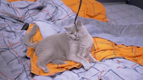 Gray British Domestic Cat Playing Rope Bed Playful Scottish Fluffy — Stock videók