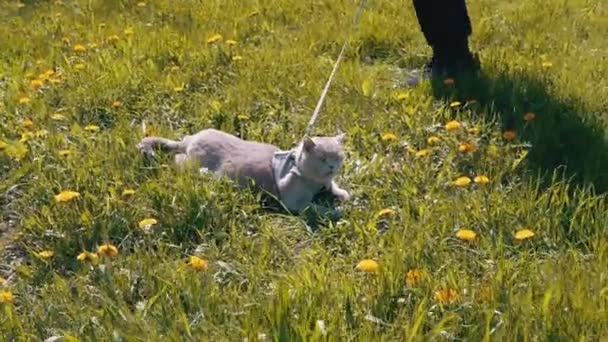 Niño Caminando Gris Gato Doméstico Con Una Correa Aire Libre — Vídeos de Stock