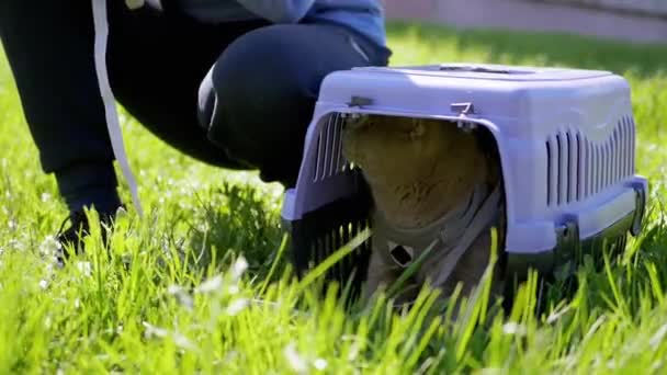 在青草丛中 孩子们用皮带牵着一只灰蒙蒙的英国猫在外面行走 宠物走路 一只害怕的猫躲在一个紫色的塑料盒里 大自然 阳光温暖多风的天气 太阳光 春天的时候 — 图库视频影像