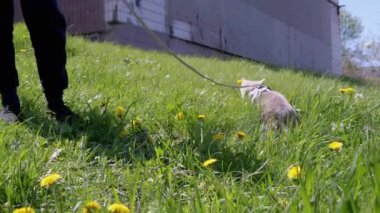 Green Grass 'teki tasmalı açık havada Büyük Gri Evcil Kedi Yürüyen Çocuk. Kedi gün ışığında tepenin yanındaki bir binaya doğru yürür. Bacaklar, ayak insanı. Çayır, çiçekler, karahindibalar. Doğa. Evcil hayvanlar yürüyor.