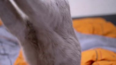 Gri İngiliz Evcil Kedisi Yatakta İple Oynuyor. Yeşil gözlü, oynak, tüylü İskoç kedisi pençeleriyle bir ip yakalar, renkli turuncu bir battaniyenin üzerinde bir bant ısırır. Evde evcil hayvanlarla oyunlar.