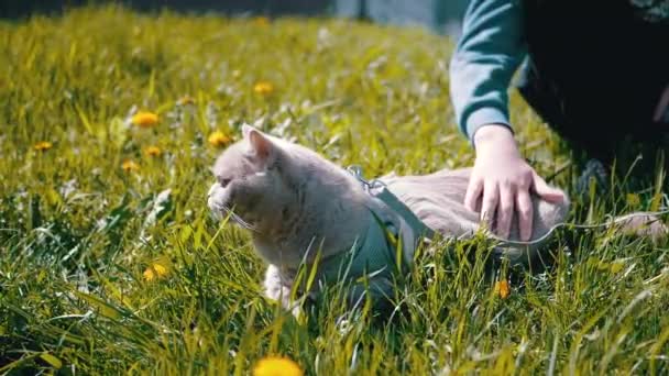 Dítě Tahá Domácí Britskou Kočku Vodítku Trávě Venku Slunci Vyděšené — Stock video