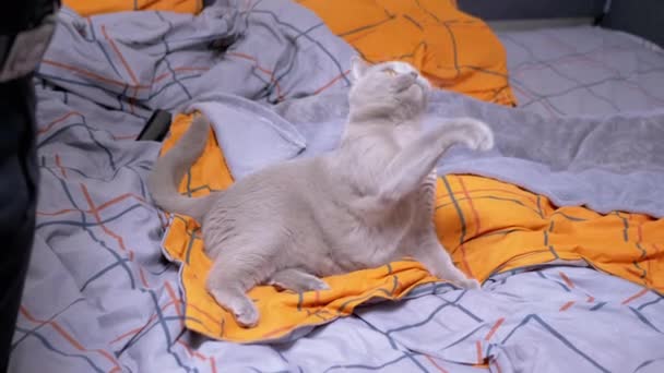 Gray British Domestic Cat Playing Rope Bed Playful Scottish Fluffy — стоковое видео