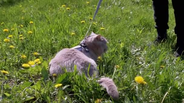 Niño Caminando Gato Británico Gris Con Una Correa Aire Libre — Vídeo de stock